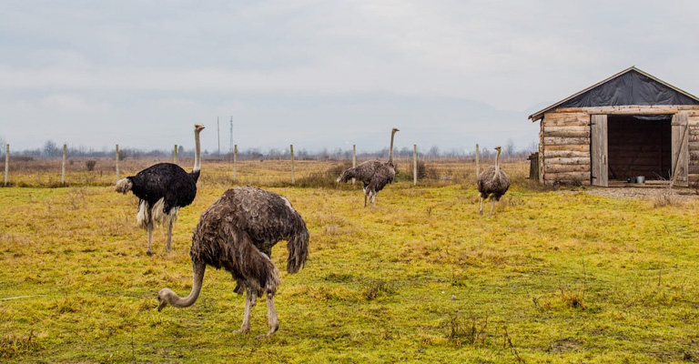 Ostriches and Human Safety: Can Ostriches Kill Humans - Reasons They ...