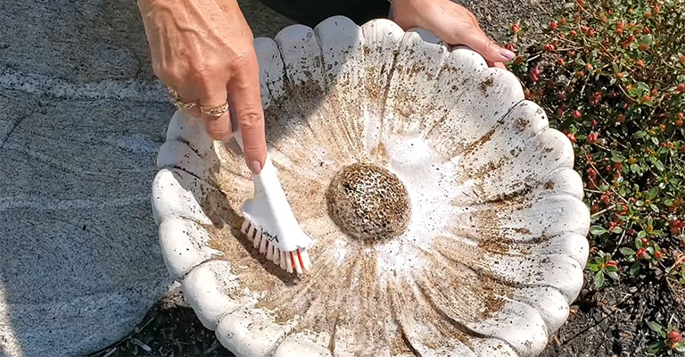 How To Clean A Bird Bath