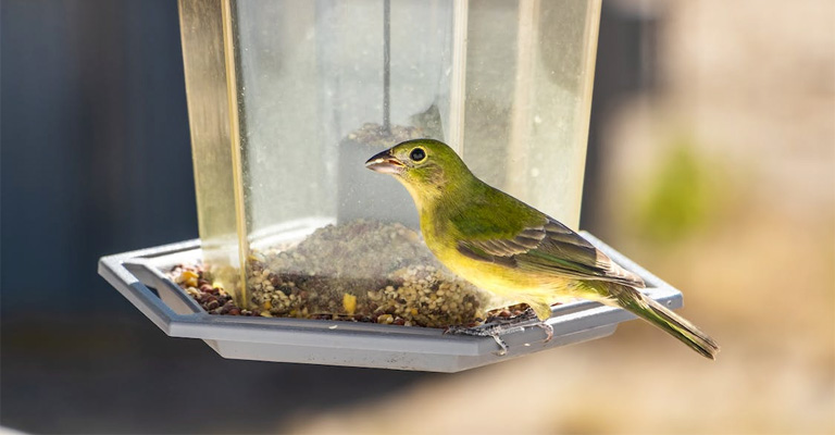 How To Stop Birds From Throwing Seeds On The Ground