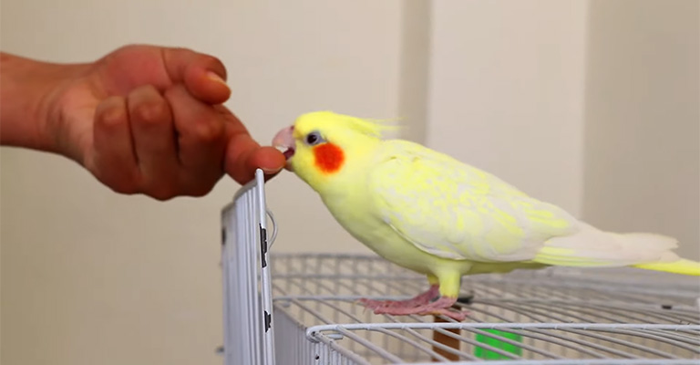 How Do I Make My Pet Bird Trust Me