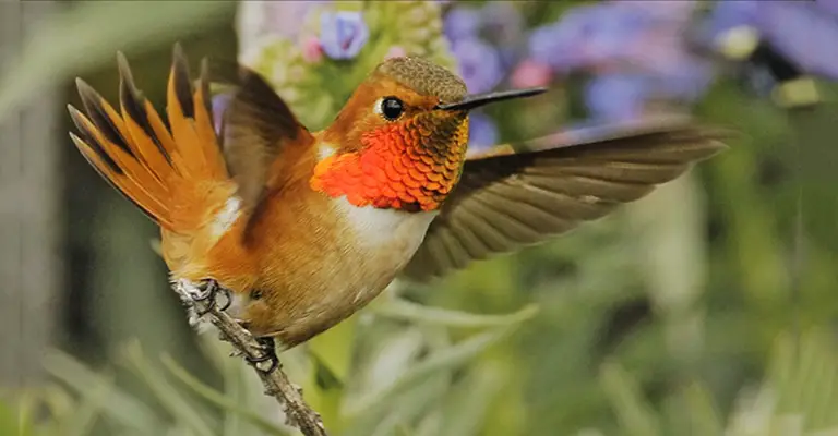 How Do Hummingbirds Dive