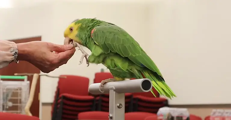 How to Care for a Pet Amazon Parrot
