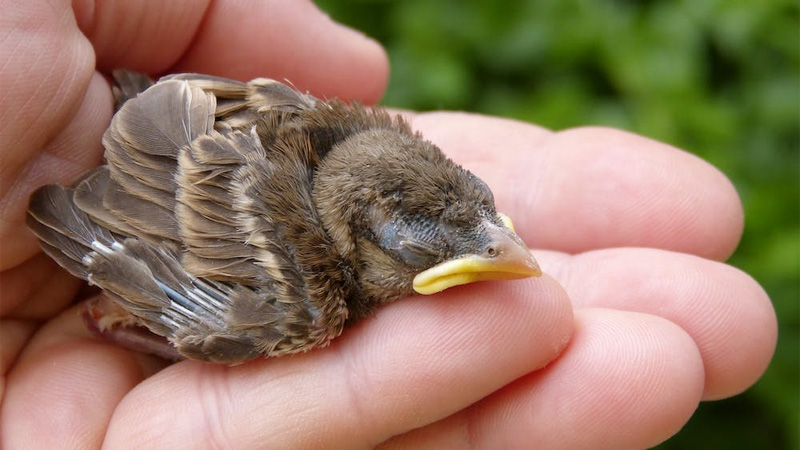 Nurturing Wings: How to Feed a Baby Bird?