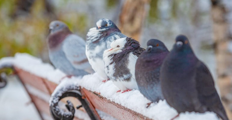 How to Get Permission and License to Raise a Pigeon in California