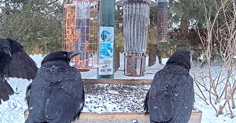 How to Keep Crows Away from Bird Feeders
