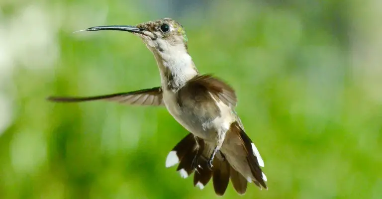 How to Prevent Hummingbird Attacks