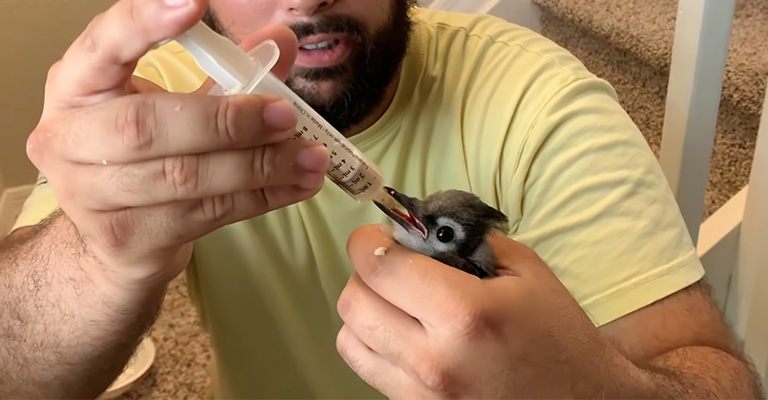 How to Properly Feed Water to Birds