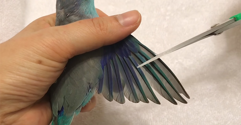 How to Safely Clip Your Bird's Wings