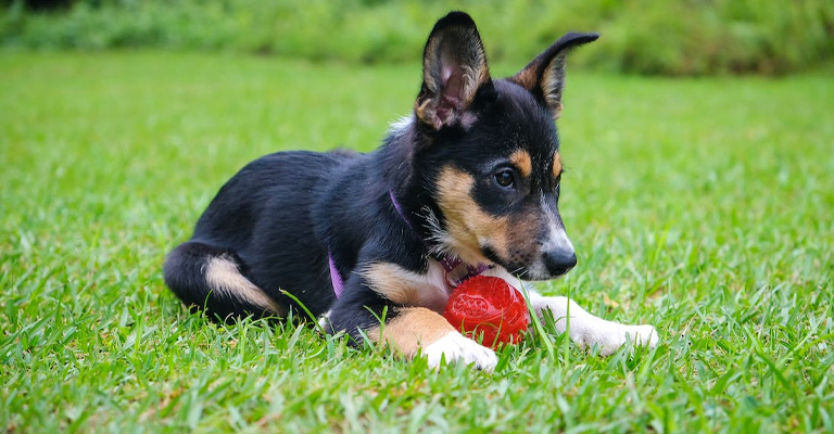 How to Stop My Dog from Eating Bird Poop