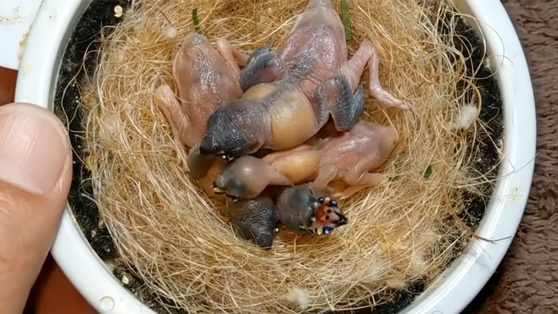 Nurturing Feathered Friends: How to Take Care of a Baby Bird?