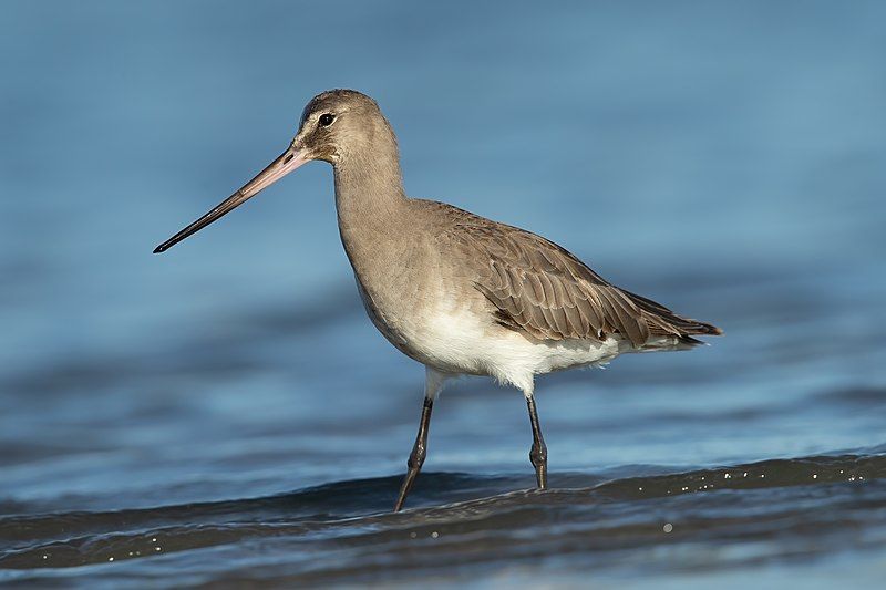 Hudsonian_godwit__11