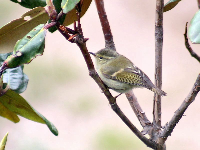 Hume's_leaf_warbler__19