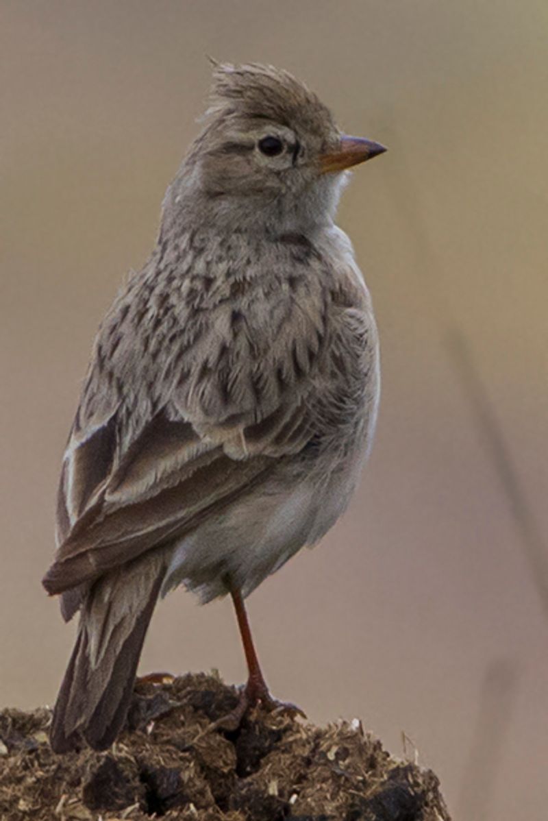 Hume's_short-toed_lark__11