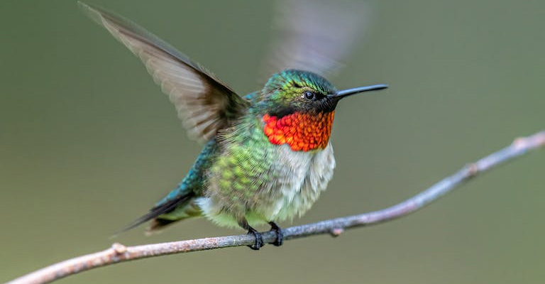 Hummingbirds