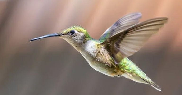 Hummingbirds