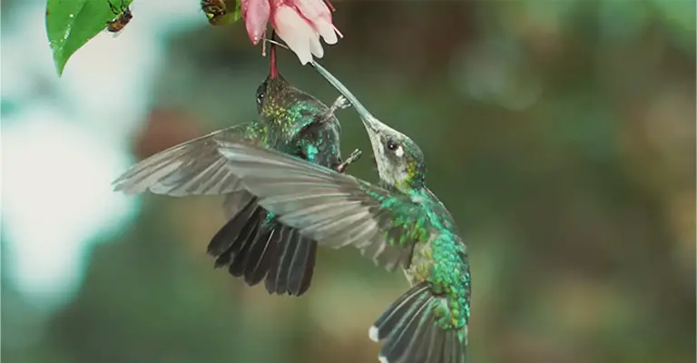 Hummingbirds Attack