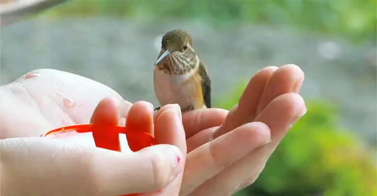 Hummingbirds Recognize Certain Humans