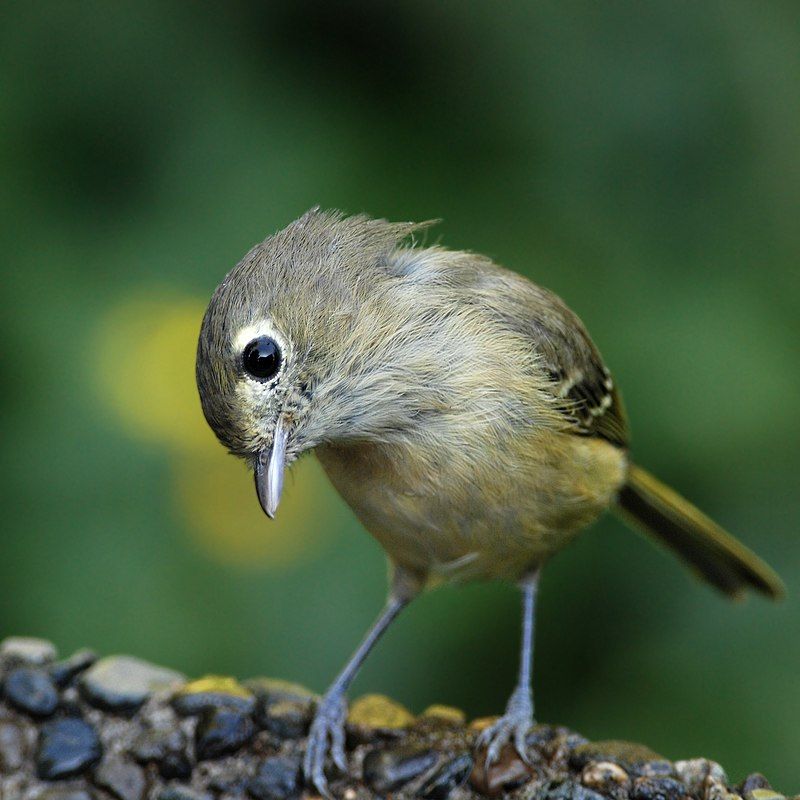 Hutton's_vireo__21