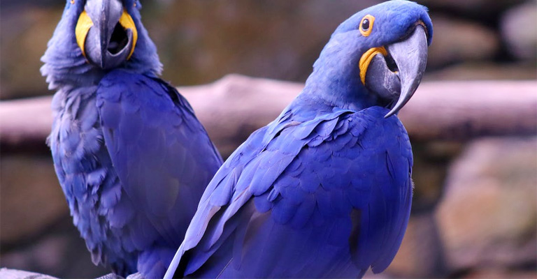 Hyacinth Macaw