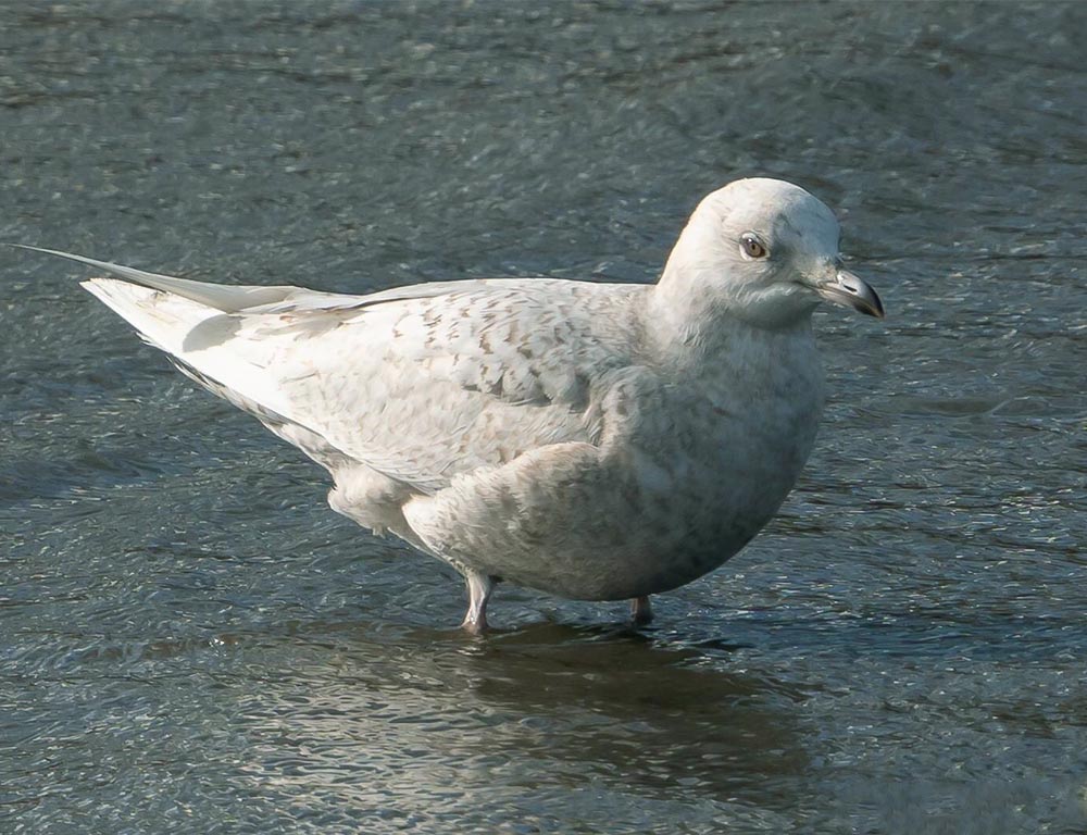 Iceland Gull