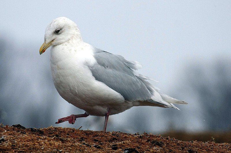 Iceland_gull__18