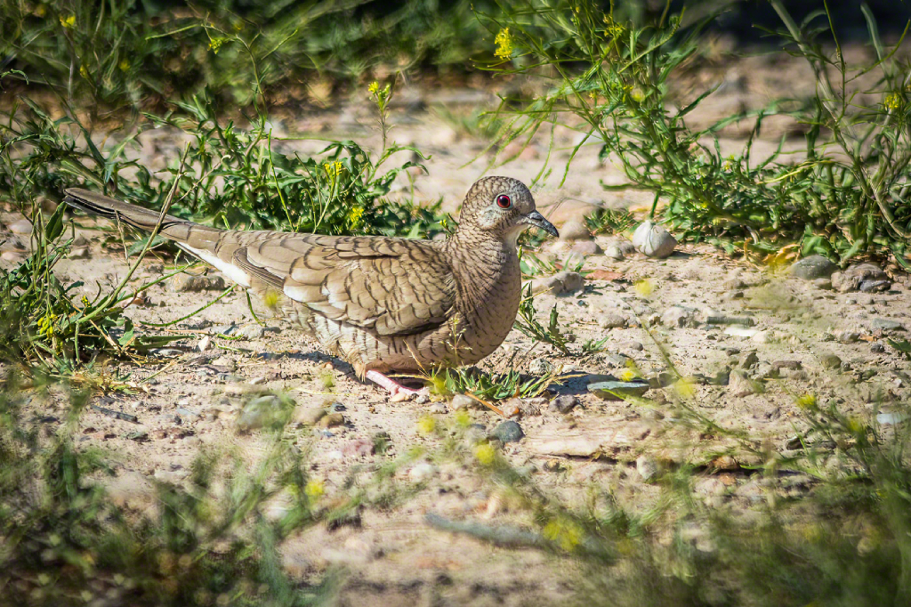 Inca Dove