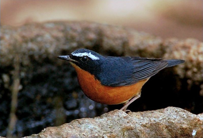 Indian_blue_robin__4