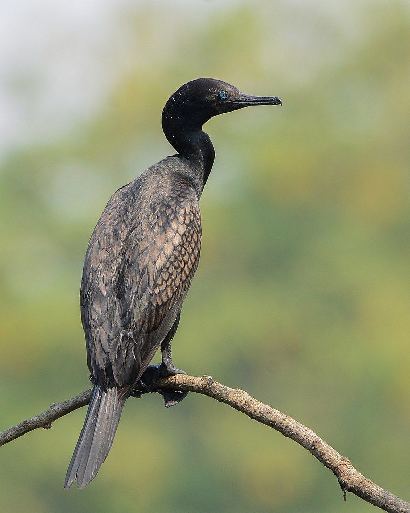 Indian_cormorant__17