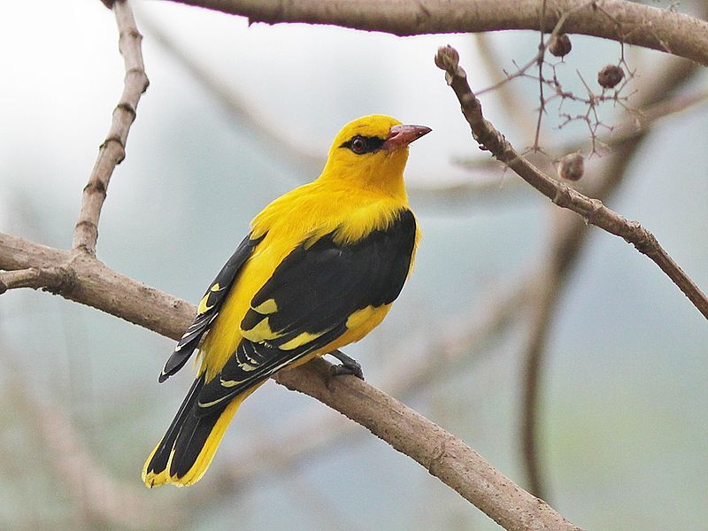 Indian_golden_oriole__1