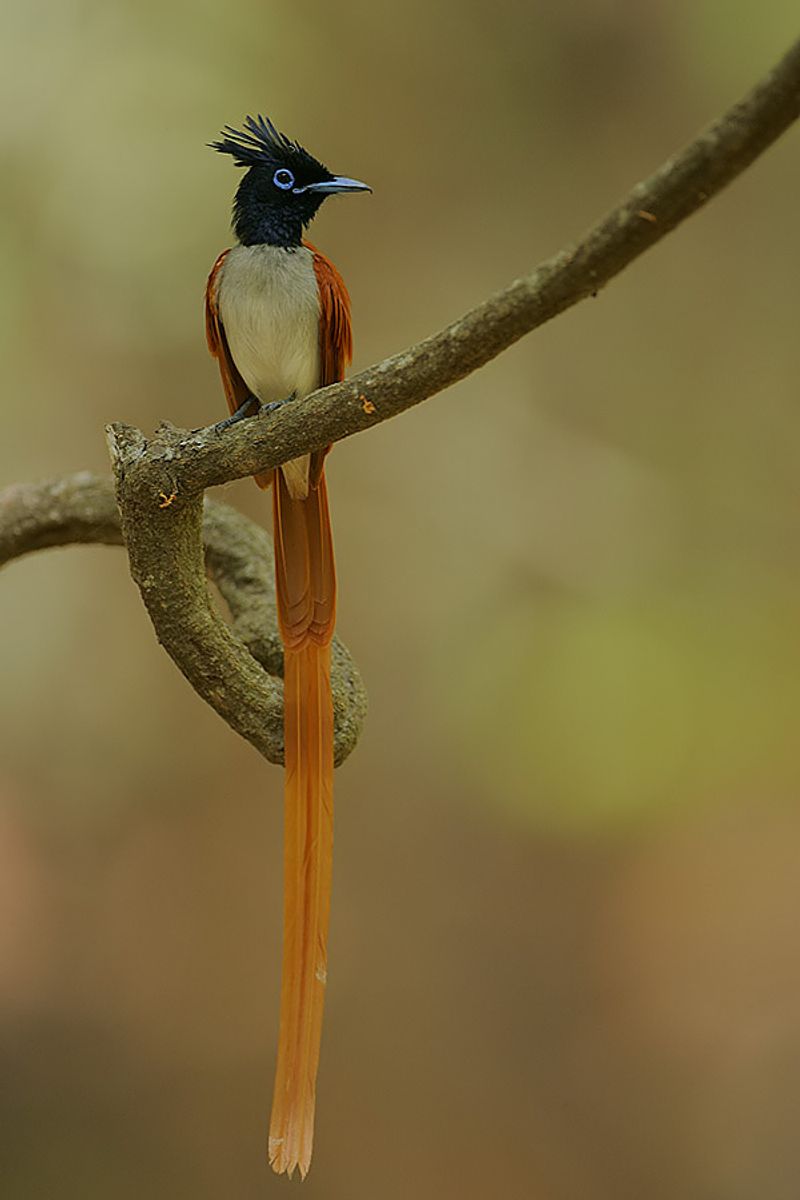 Indian_paradise_flycatcher__19