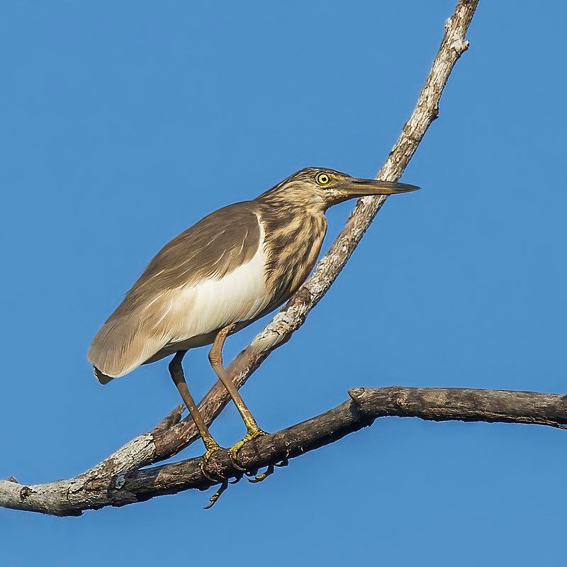 Indian_pond_heron__4