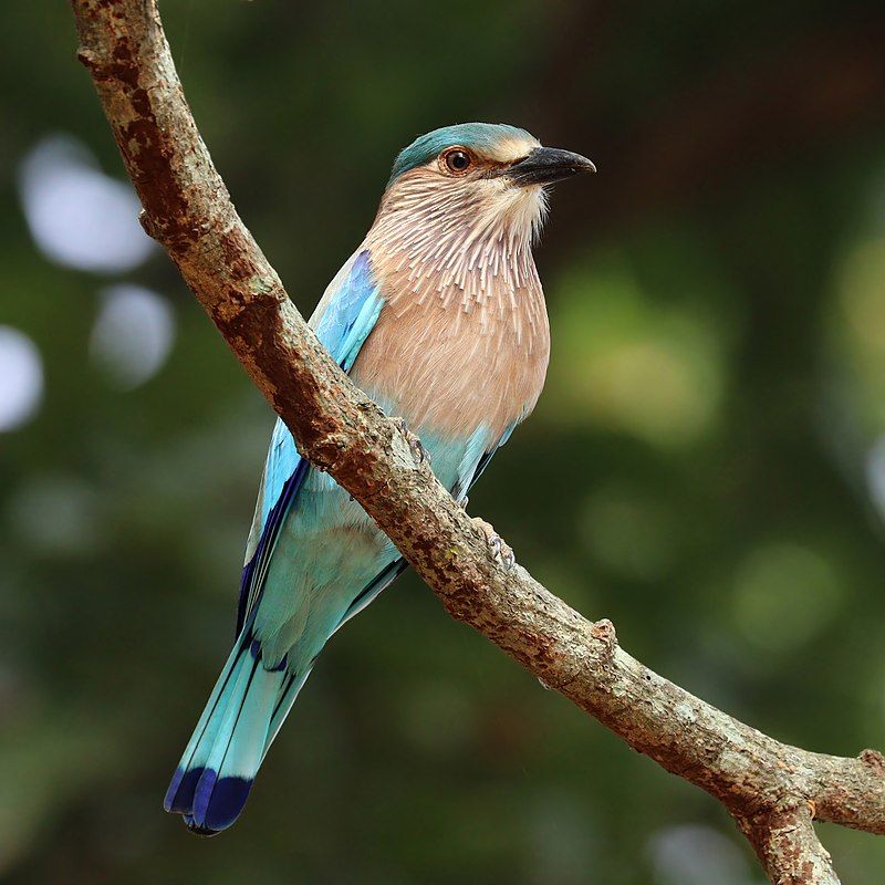 Indian_roller__10