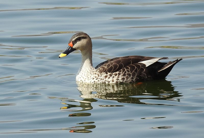 Indian_spot-billed_duck__2