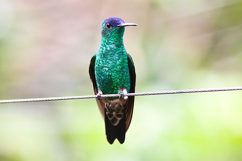 Indigo-capped_hummingbird__5