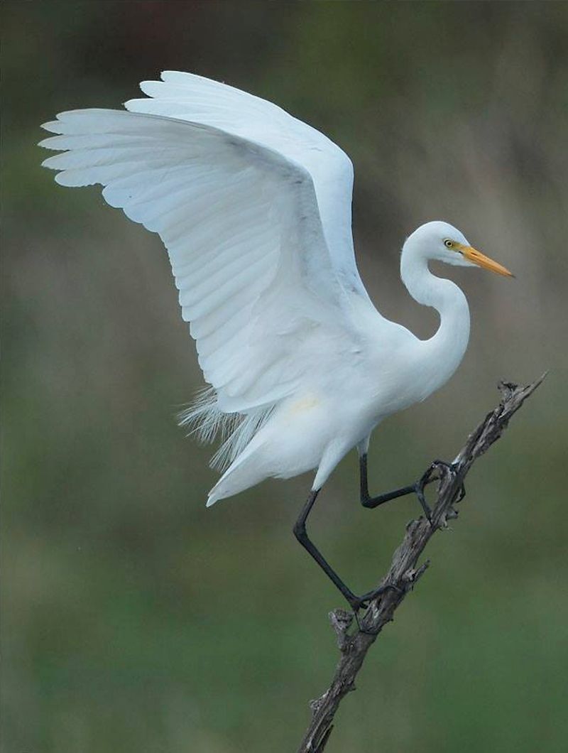 Intermediate_egret__11