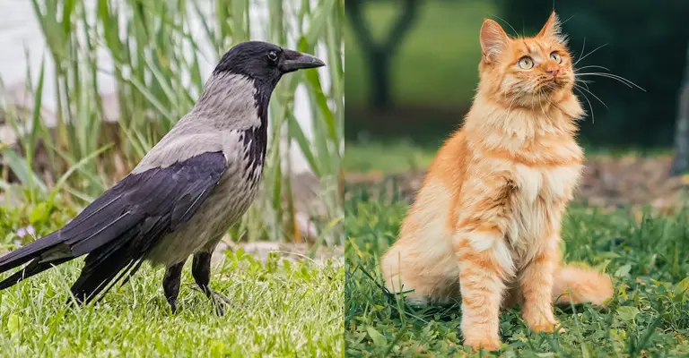 Is A Crow More Intelligent Than A Cat