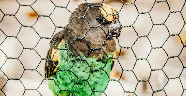 Is Caging Birds Animal Cruelty