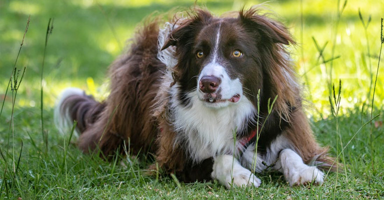 Is Eating Bird Poop Bad for Dogs