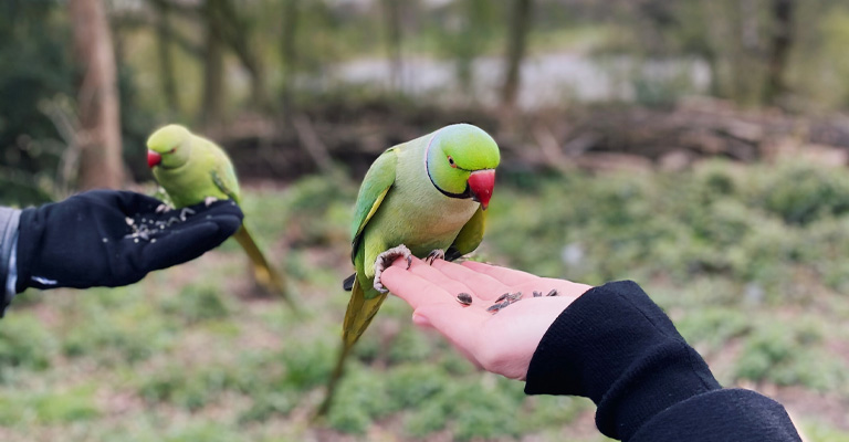 Is Feeding Birds Bad for the Ecosystem