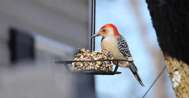 Is It Ok To Eat Bird Seeds