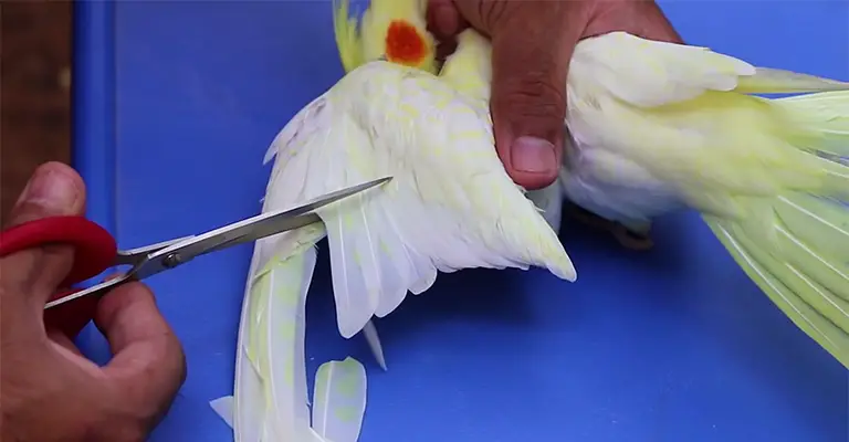 How to Safely Clip Your Bird's Wings