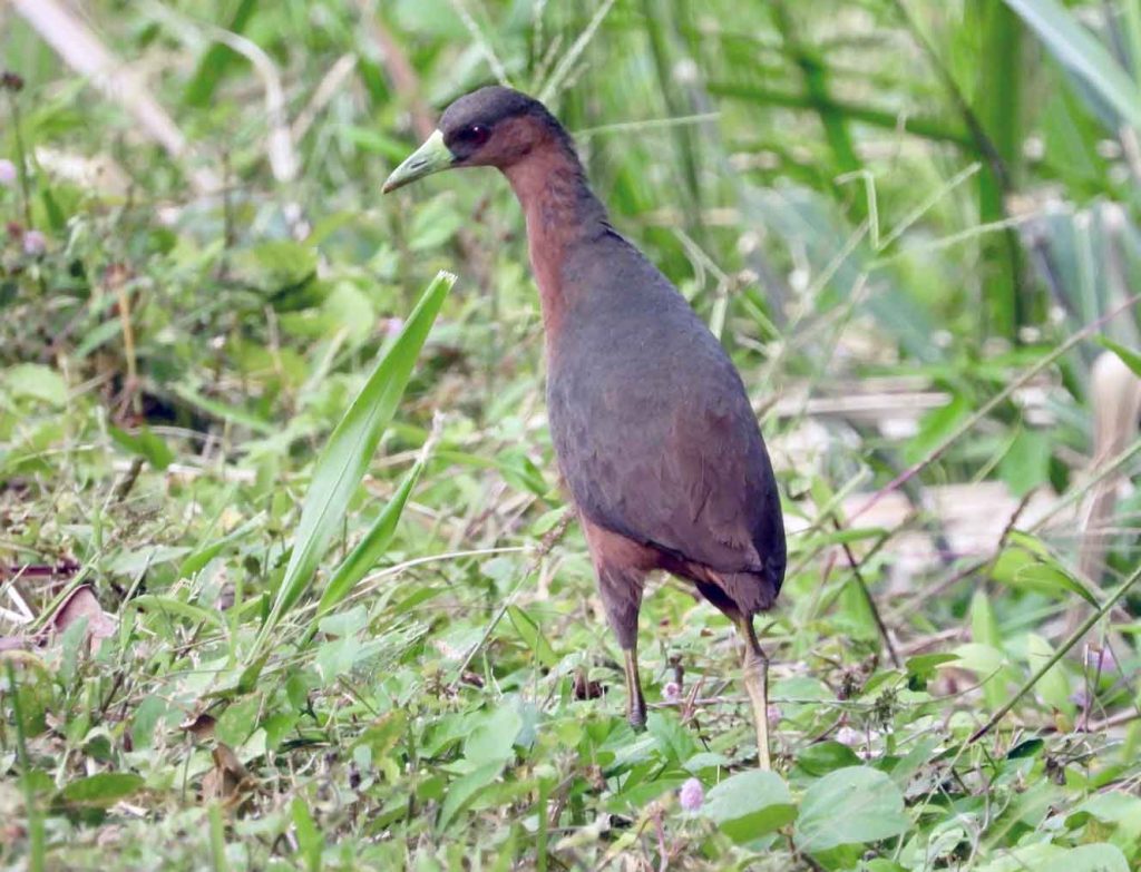 Isabelline Bush-Hen