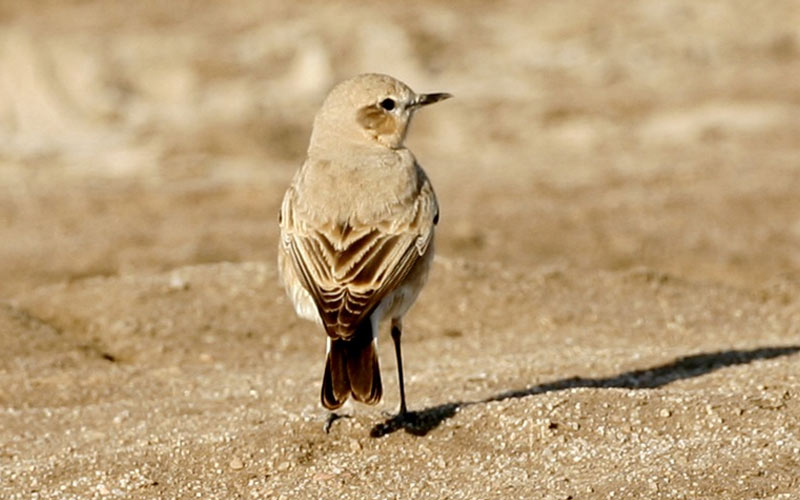 Isabelline Wheatear