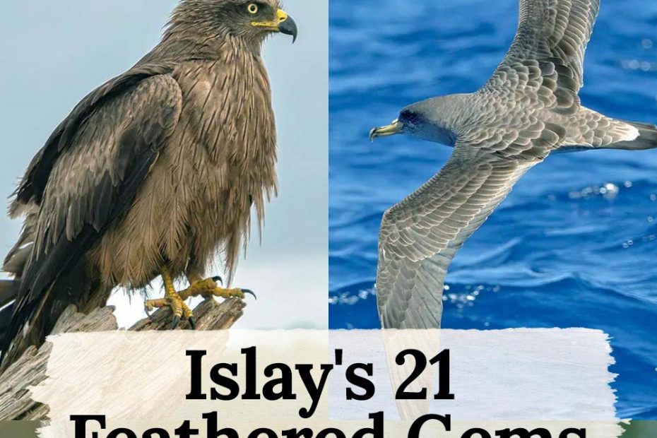 Islay's 21 Feathered Gems