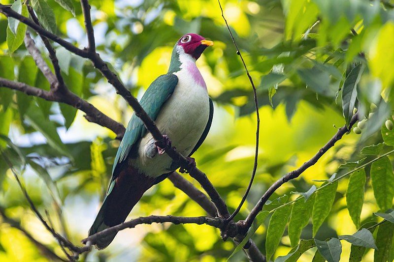 Jambu_fruit_dove__14