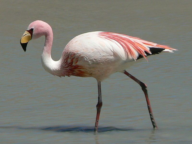 James's_flamingo__12