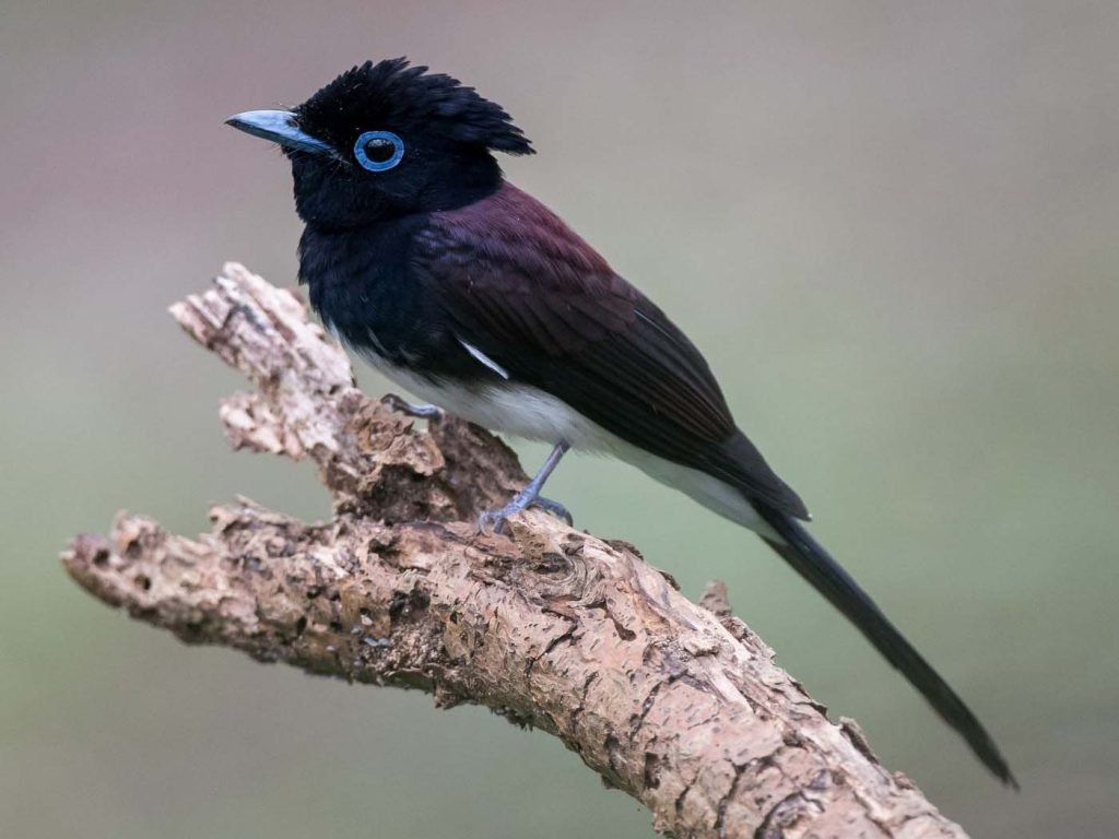 21 Birds Found in Miyazaki - The Worlds Rarest Birds