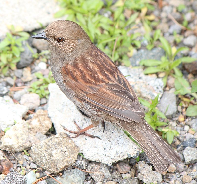 Japanese_accentor__14