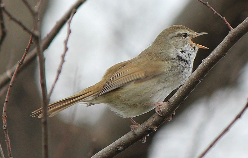 Japanese_bush_warbler__2