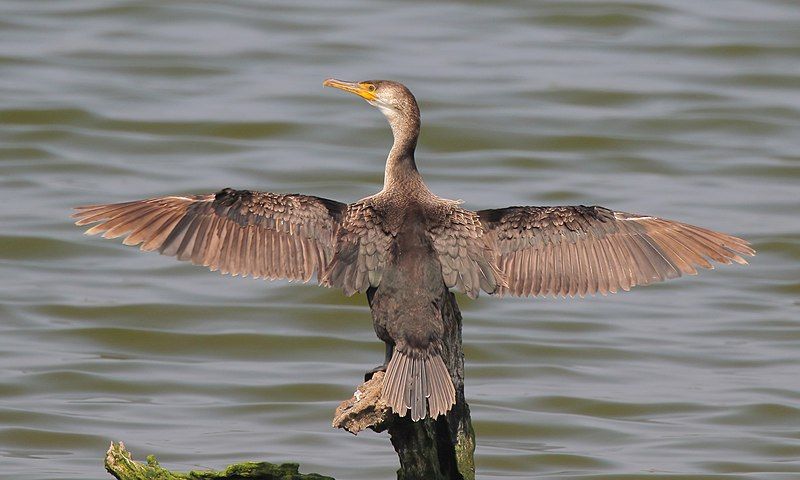 Japanese_cormorant__11